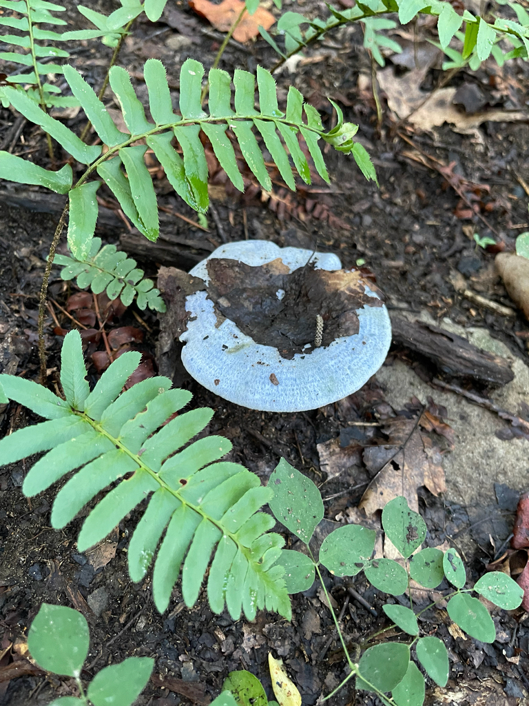 Indigo Milk Cap — pale blue cap among ferns