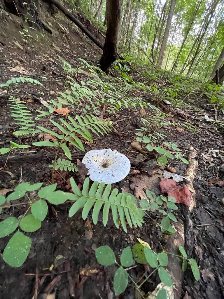 Indigo Milk Cap — wider forest-floor view at Laurel