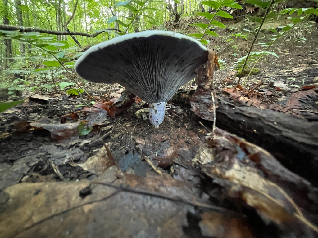 Indigo Milk Cap — low ground-level view beneath the standing cap