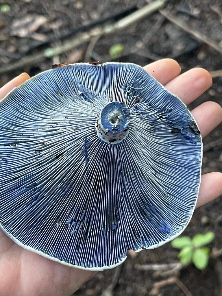 Indigo Milk Cap — silvery blue gills across a hand