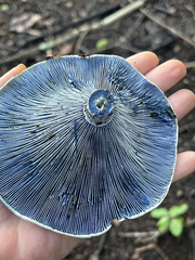 Indigo Milk Cap — silvery blue gills across a hand