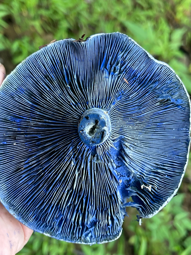 Indigo Milk Cap — saturated indigo gills