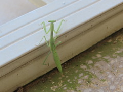 Miomantis paykullii