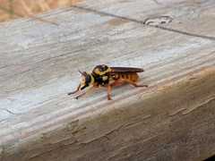 Laphria saffrana