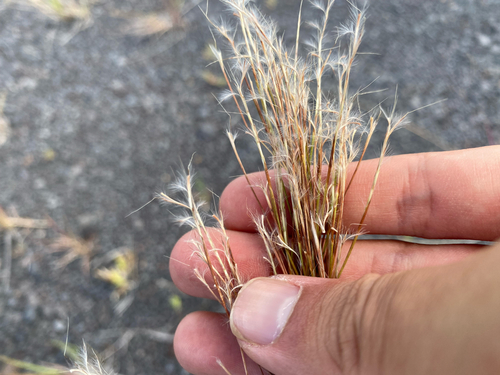 Schizachyrium microstachyum observed 2026-08-05