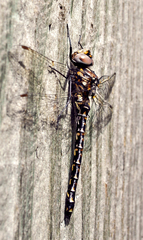 Gomphaeschna furcillata