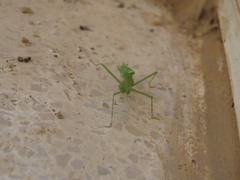 Miomantis paykullii