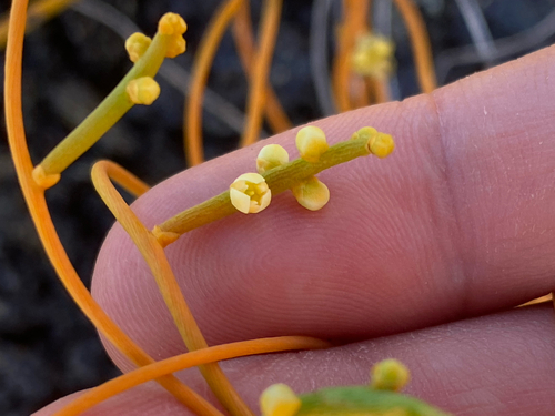 Cassytha filiformis observed 2026-08-05