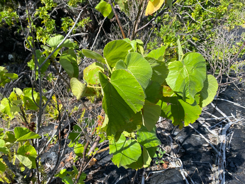 Melochia umbellata observed 2026-08-05