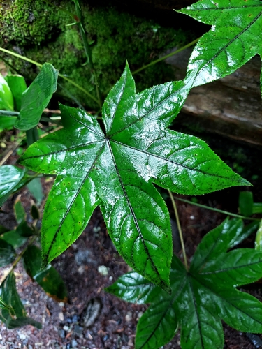 Kalopanax septemlobus, photograph 6
