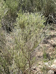 Mortonia scabrella, photograph (c) CK2AZ, some rights reserved (CC BY)