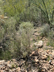 Mortonia scabrella, photograph (c) CK2AZ, some rights reserved (CC BY)