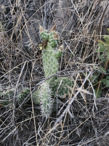 Plains Pricklypear