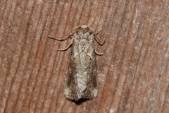 Hyperstrotia pervertens