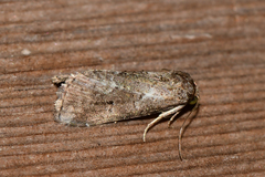 Hyperstrotia pervertens