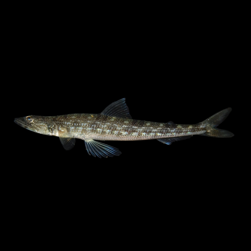 Inshore Lizardfish