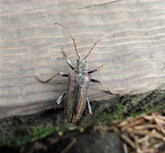 Oxymirus cursor