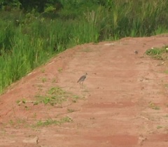 Vanellus chilensis