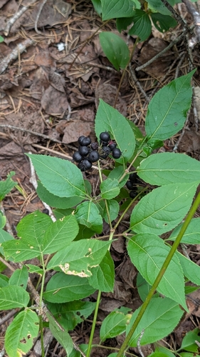wild sarsaparilla