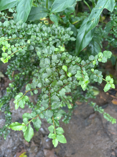 Malpighia coccigera observed 2026-08-05