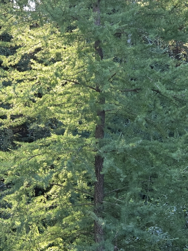 tamarack