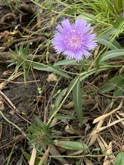 Stokesia laevis