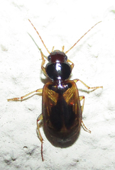 Amblystomus amabilis