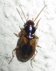 Amblystomus amabilis