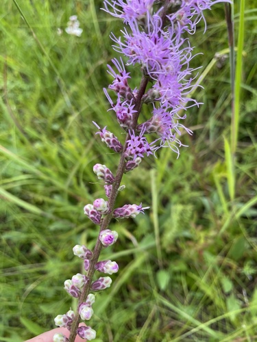Liatris X steelei
