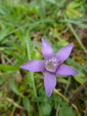 Gentianella germanica