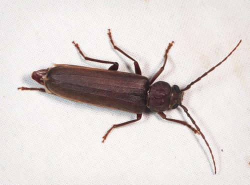 Rust Pine Borer photo 4