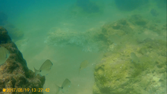 Diplodus