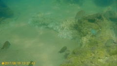 Diplodus