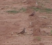 Columbina talpacoti