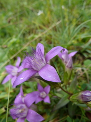 Gentianella germanica