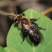 Andrena vicina - Photo (c) Karen Yukich, algunos derechos reservados (CC BY-NC), subido por Karen Yukich