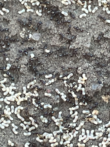 Immigrant Pavement Ant