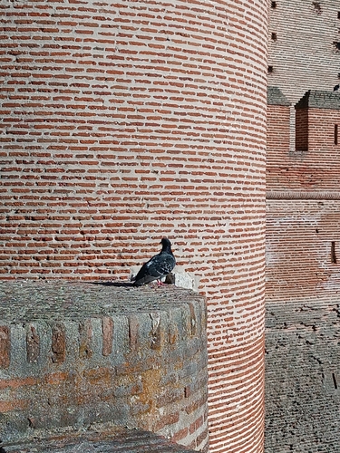 Feral Pigeon