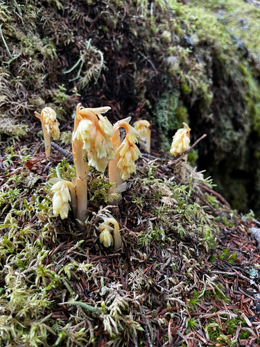 pinesap