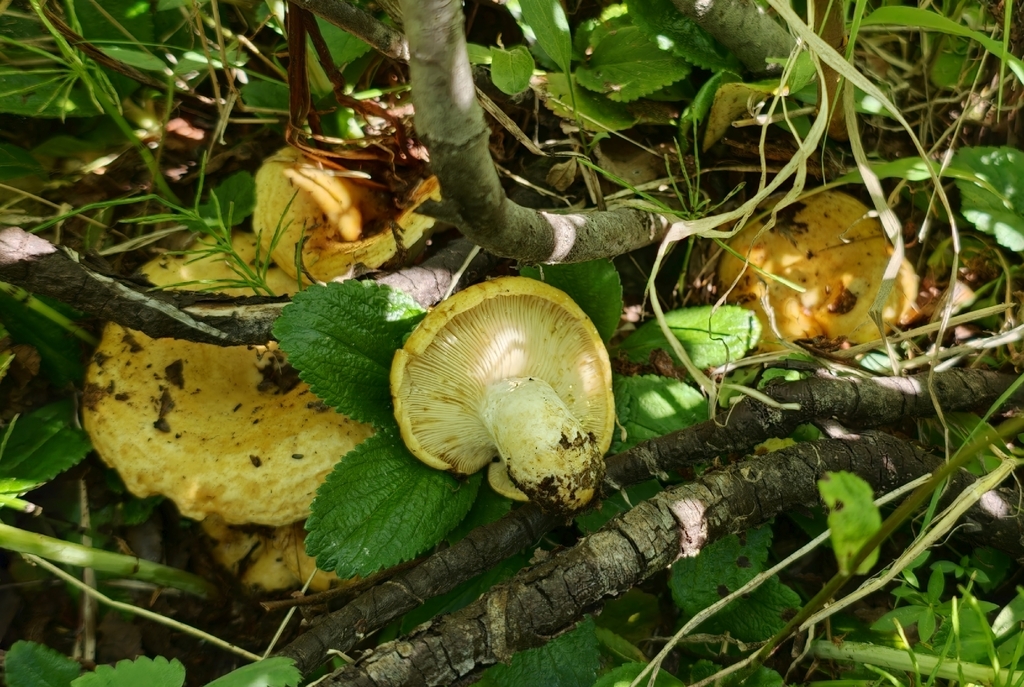 spotted milkcap · August 2026 · photo: Photo: no rights reserved · iNaturalist