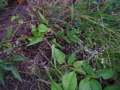 Dichanthelium sphaerocarpon