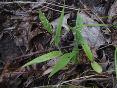 Dichanthelium sphaerocarpon