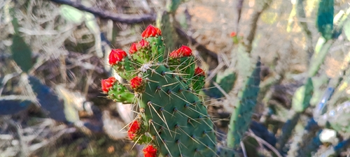 Tacinga palmadora
