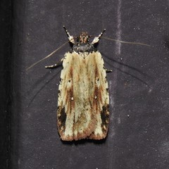 Agonopterix atrodorsella