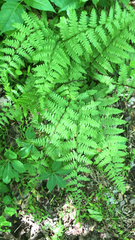 Cystopteris bulbifera