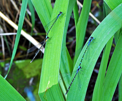 Chromagrion conditum