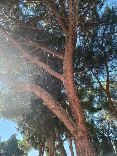 Stone pine