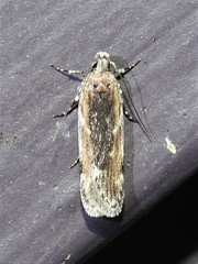 Filatima