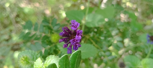 Rhaphiodon echinus