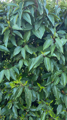 Prunus lusitanica
